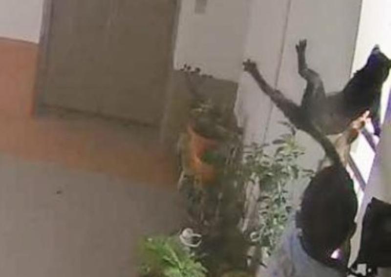 Boy filmed throwing cat off HDB block 'Deeply disturbed' SPCA